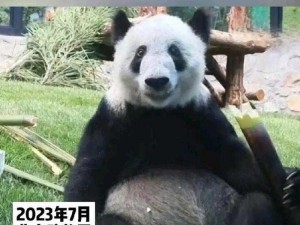 熊猫丫丫北动更新;如何看待熊猫丫丫北动更新？