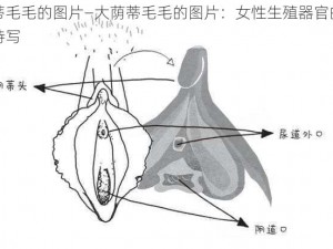 大荫蒂毛毛的图片—大荫蒂毛毛的图片：女性生殖器官的私密部位特写