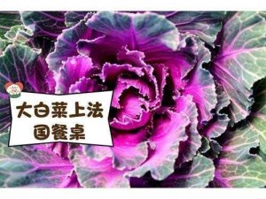 粉色大白菜(法国)(法国培育出粉色大白菜，这种蔬菜是如何培育的？)