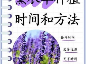 全民农场之薰衣草获取与种植方法全面解析