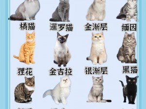 猫咪30与20的区别【猫咪 30 与 20 有哪些区别？】