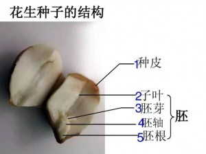 工坊种植全景配方高清图谱：揭秘从种子到收获的全过程