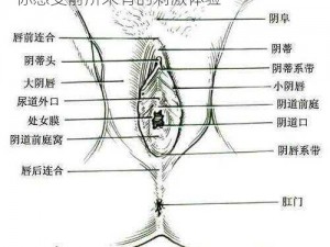 大陰蒂 BBwBBB 大陰唇，紧致水润，让你感受前所未有的刺激体验