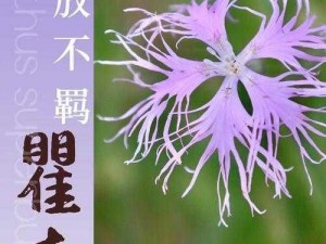 野花视频免费观看高清完整版韩国 野花视频免费观看高清完整版韩国，激情热辣，畅享无限