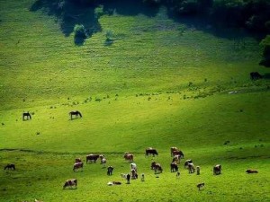 光明牧场：以科技引领，打造绿色生态的完美牧场之旅