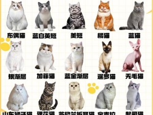 宠物猫一年繁殖收益解析：深入了解猫舍经营与盈利之道