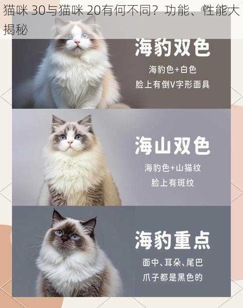 猫咪 30与猫咪 20有何不同？功能、性能大揭秘