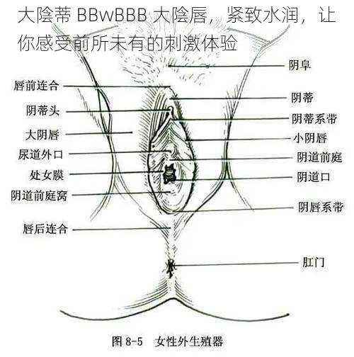 大陰蒂 BBwBBB 大陰唇，紧致水润，让你感受前所未有的刺激体验