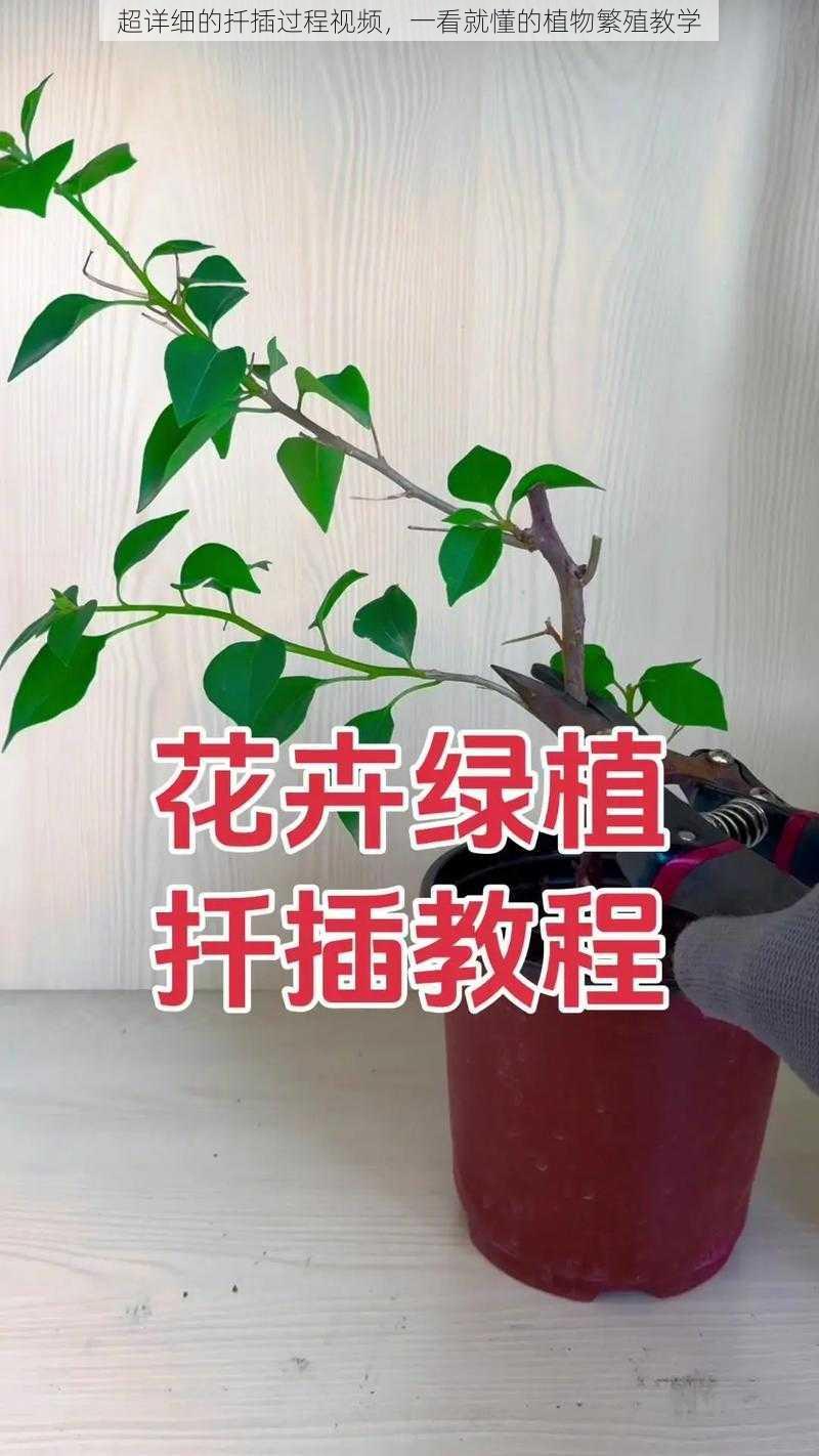 超详细的扦插过程视频，一看就懂的植物繁殖教学