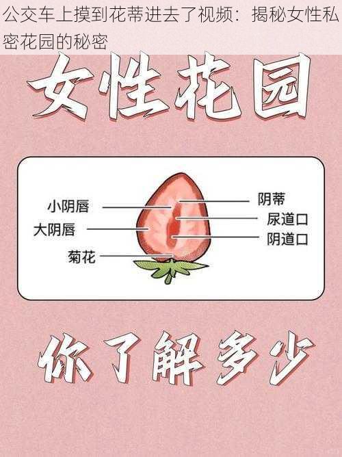 公交车上摸到花蒂进去了视频：揭秘女性私密花园的秘密