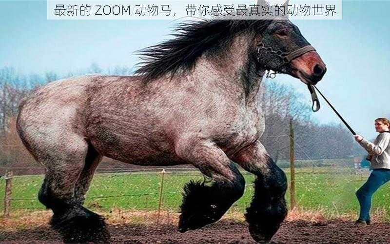 最新的 ZOOM 动物马，带你感受最真实的动物世界