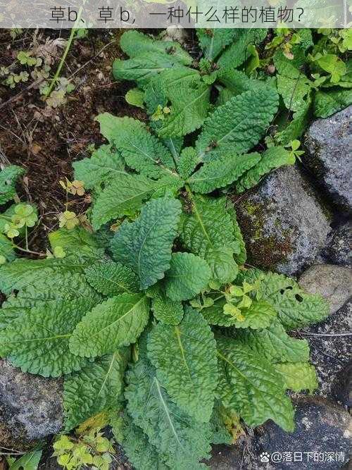 草b、草 b，一种什么样的植物？