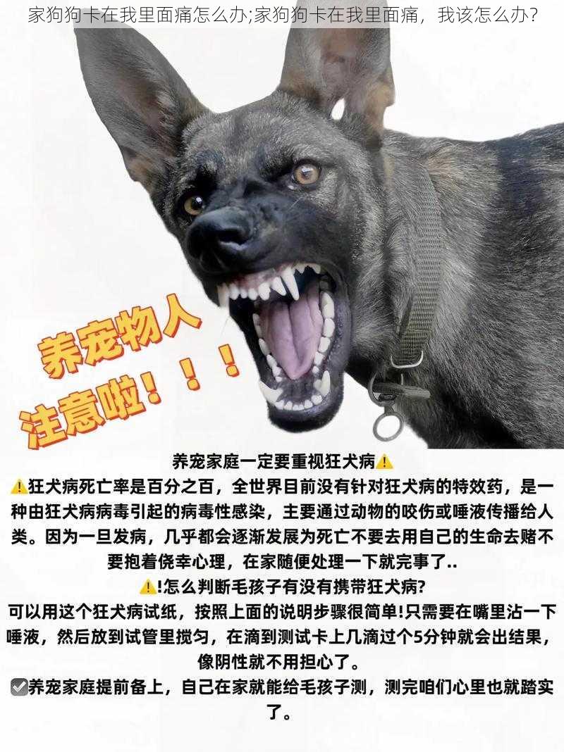 家狗狗卡在我里面痛怎么办;家狗狗卡在我里面痛，我该怎么办？