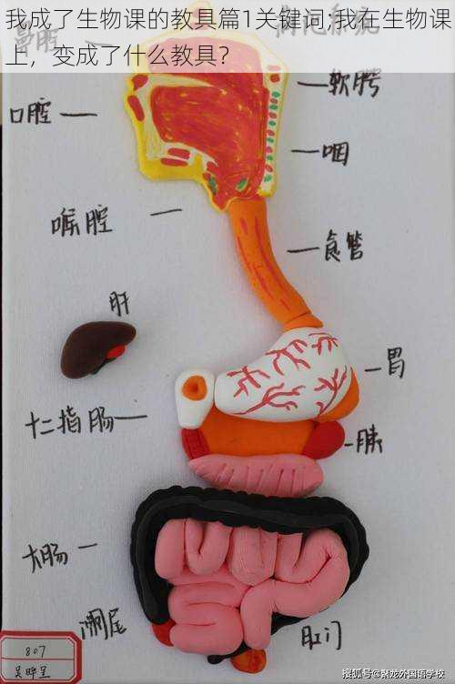 我成了生物课的教具篇1关键词;我在生物课上，变成了什么教具？