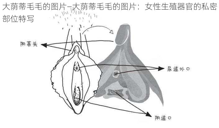 大荫蒂毛毛的图片—大荫蒂毛毛的图片：女性生殖器官的私密部位特写
