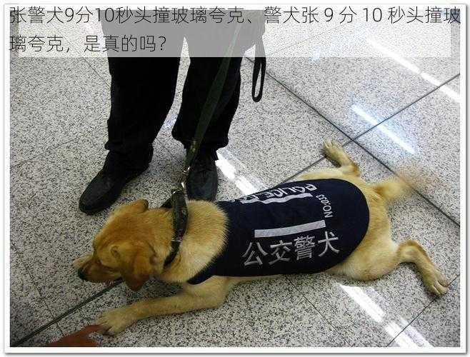 张警犬9分10秒头撞玻璃夸克、警犬张 9 分 10 秒头撞玻璃夸克，是真的吗？