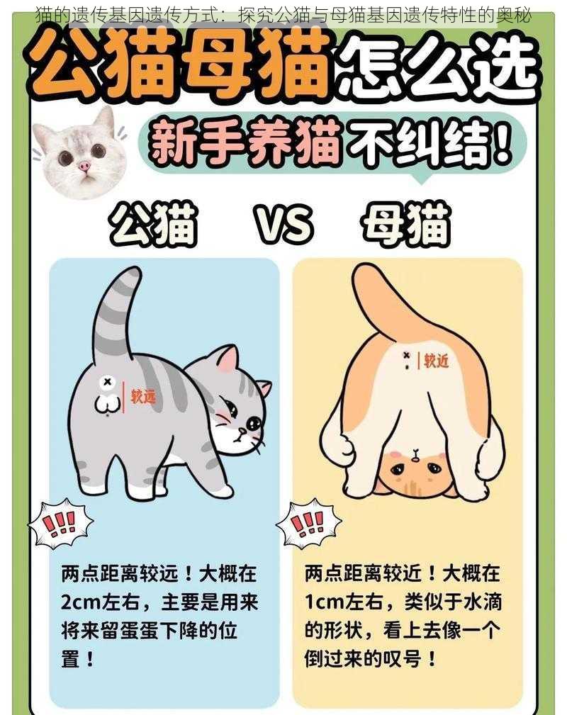 猫的遗传基因遗传方式：探究公猫与母猫基因遗传特性的奥秘