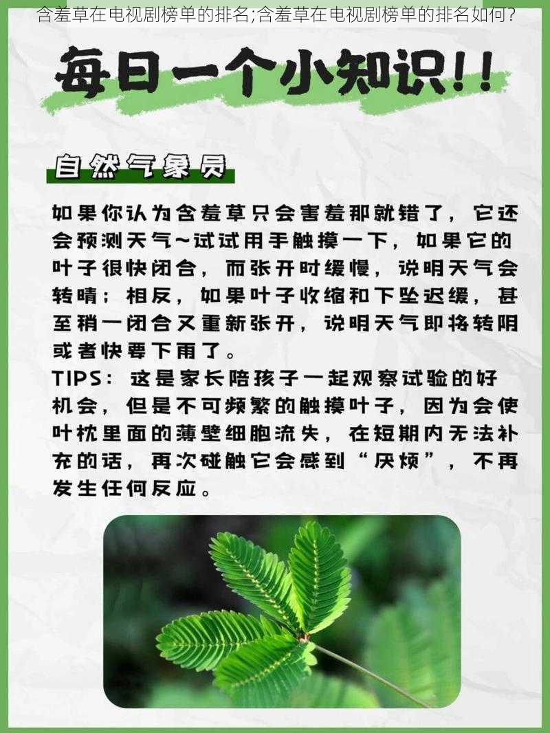 含羞草在电视剧榜单的排名;含羞草在电视剧榜单的排名如何？