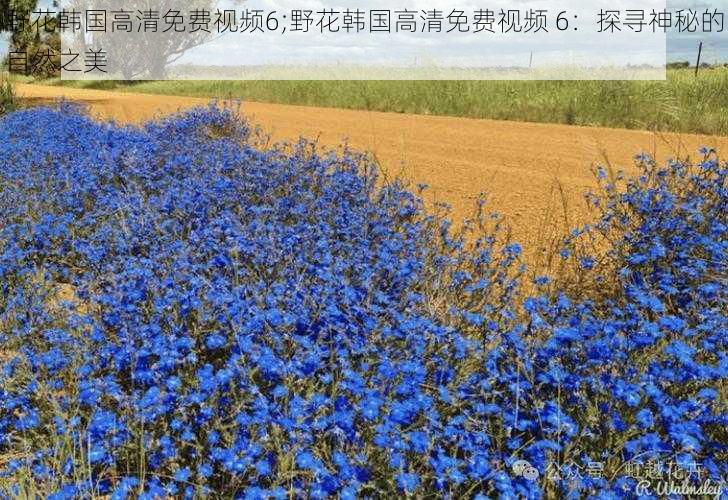 野花韩国高清免费视频6;野花韩国高清免费视频 6：探寻神秘的自然之美