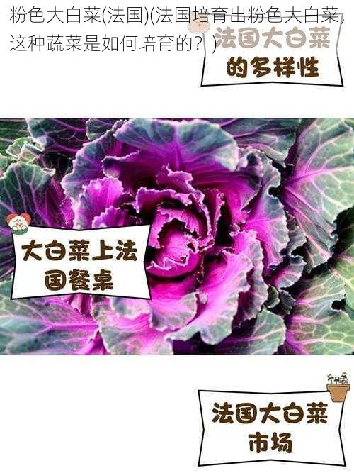 粉色大白菜(法国)(法国培育出粉色大白菜，这种蔬菜是如何培育的？)