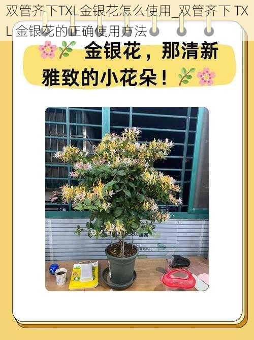 双管齐下TXL金银花怎么使用_双管齐下 TXL 金银花的正确使用方法